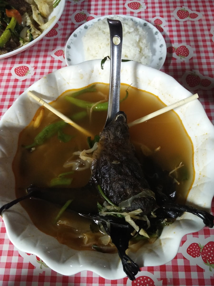 Bat soup dinner Palau Travel