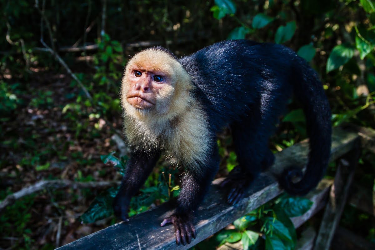 manuel antonio park, costa rica