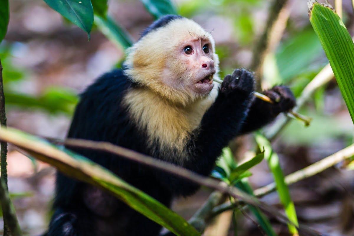 manuel antonio park, costa rica